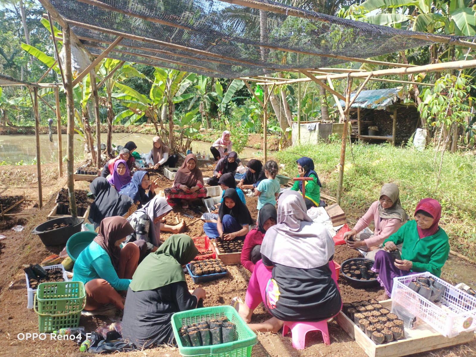 Kegiatan Penyemaian Bibit Pohon Albasiah oleh Kelompok Tani Hutan Karangbakti Dusun Ciwahangan Desa Baregbeg